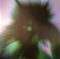 Платівка Yves Tumor – Safe In The Hands Of Love|Ів Тюмор -У безпеці в руках любові(2xLP)