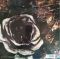 Tiamat – The Sleeping Beauty - Live In Israel (Vinyl)