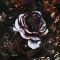 Tiamat – The Sleeping Beauty - Live In Israel (Vinyl)