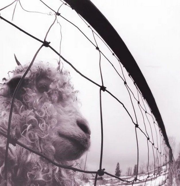 Pearl Jam – Vs. (LP, Album, Reissue, Remastered, 180 Gram, Gatefold, Vinyl)