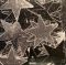 Beach House – Thank Your Lucky Stars (LP, Album, Vinyl)
