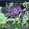 Cabaret Voltaire – Chance Versus Causality (2LP, Album, Limited Edition, Green Transparent Vinyl)