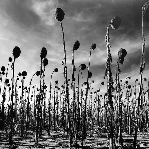 Платівка Dead Can Dance - Anastasis