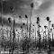 Платівка Dead Can Dance - Anastasis