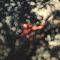 Платівка Pink Floyd - Obscured By Clouds (Vinyl) | Пінк Флойд