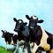 Платівка Pink Floyd - Atom Heart Mother (Vinyl) | Пінк Флойд